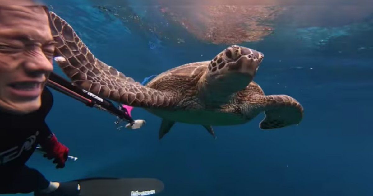 Diver's Video of Sea Turtle 'Slapping' Him Underwater Goes Viral Online: 'He's Obsessed with Me'