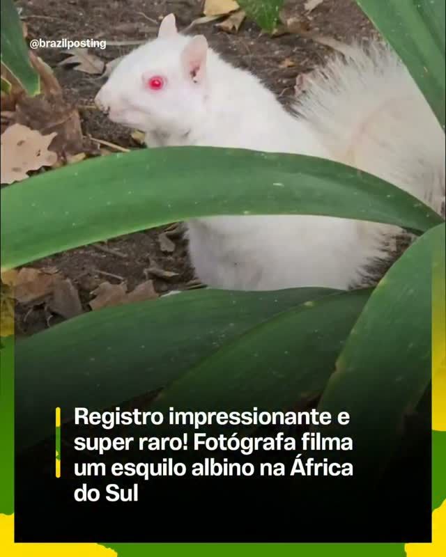 Fotógrafa não filmou esquilo albino na África do Sul. Era um furão branco