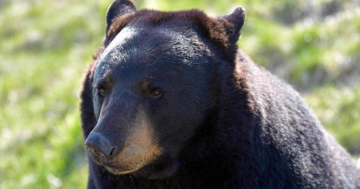 Man in Poconos clawed by bear after he foolishly tried to corral it away from Labor Day cookout