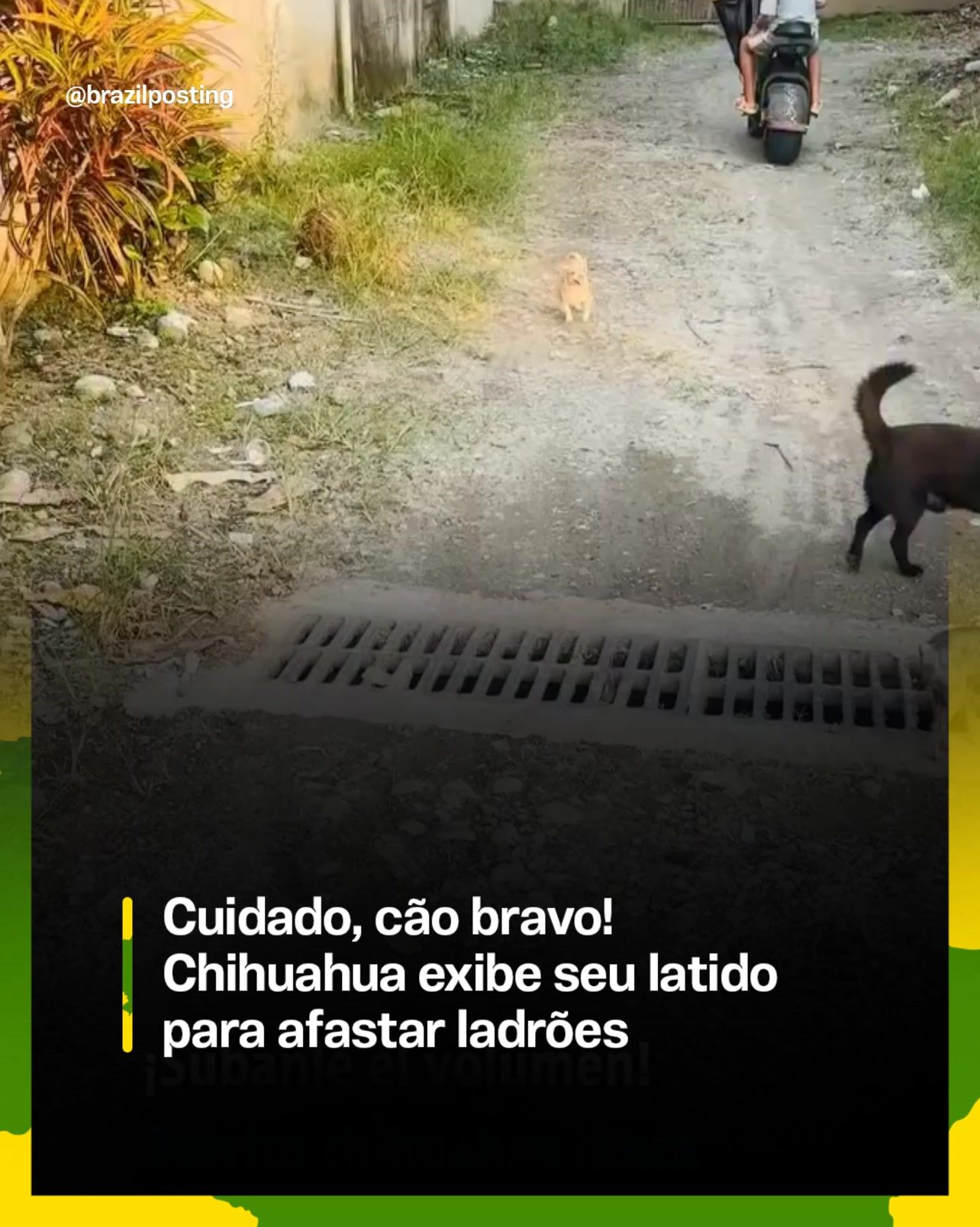 Por que o chihuahua se acha rottweiler: a ciência por trás do menor cão de guarda do quarteirão