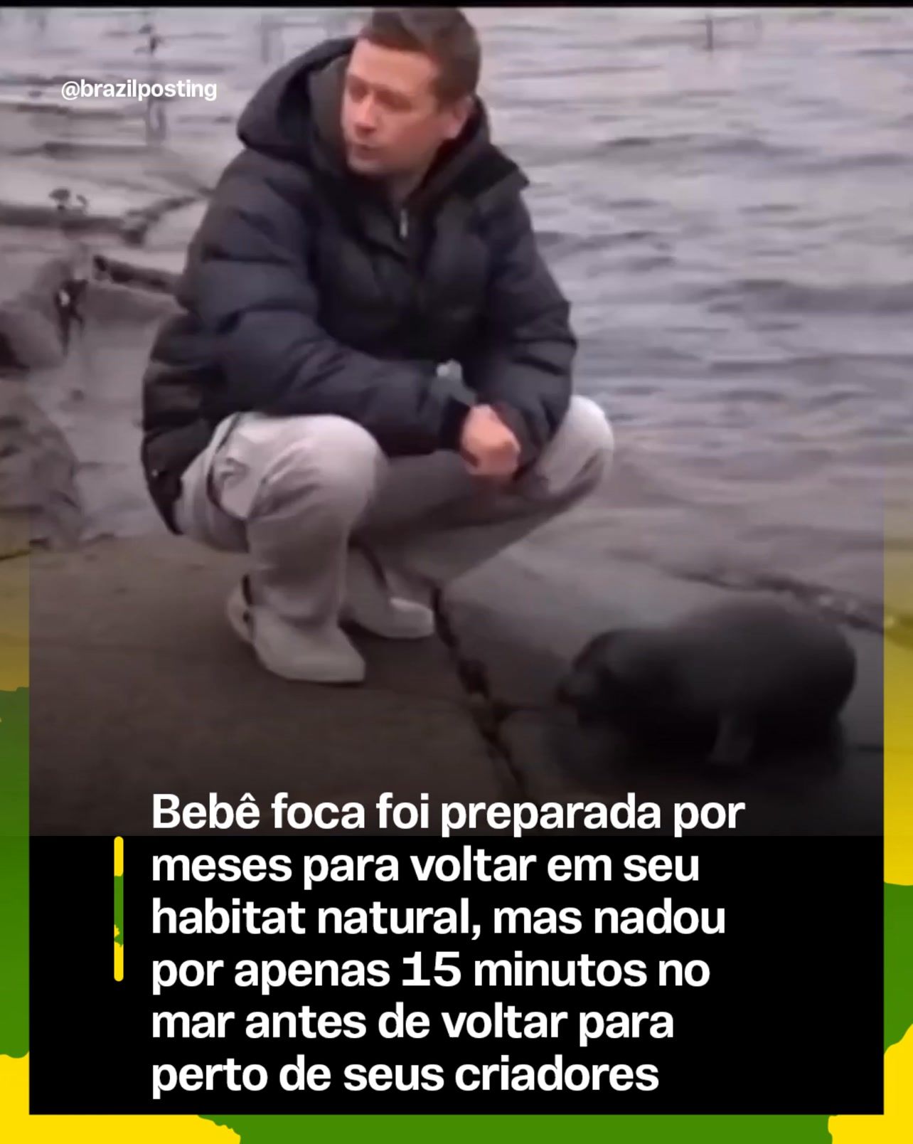 Foca Kroshik nadou só 15 minutos depois de meses de preparo e voltou correndo pros cuidadores: a história é real