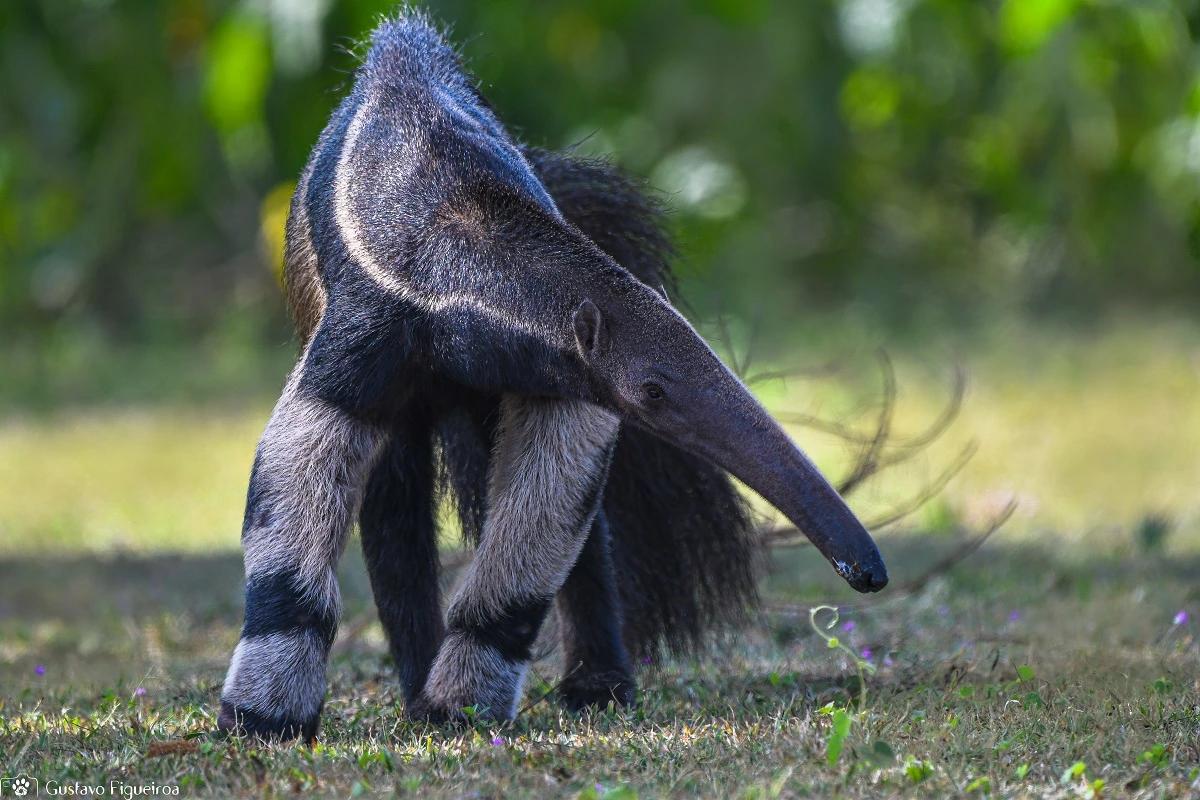 Tamanduá-bandeira: saiba tudo sobre esta espécie que hoje é ameaçada de extinção