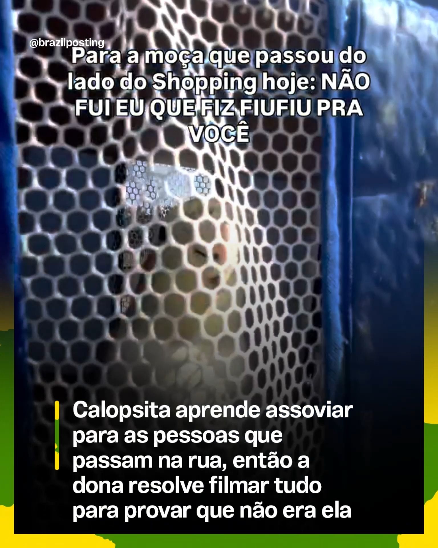 Calopsita que imita assobios para pedestres: como pássaros aprendem sons