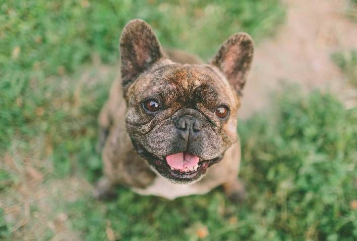 Cachorro castrado marca território? – Hospital Veterinário São Francisco
