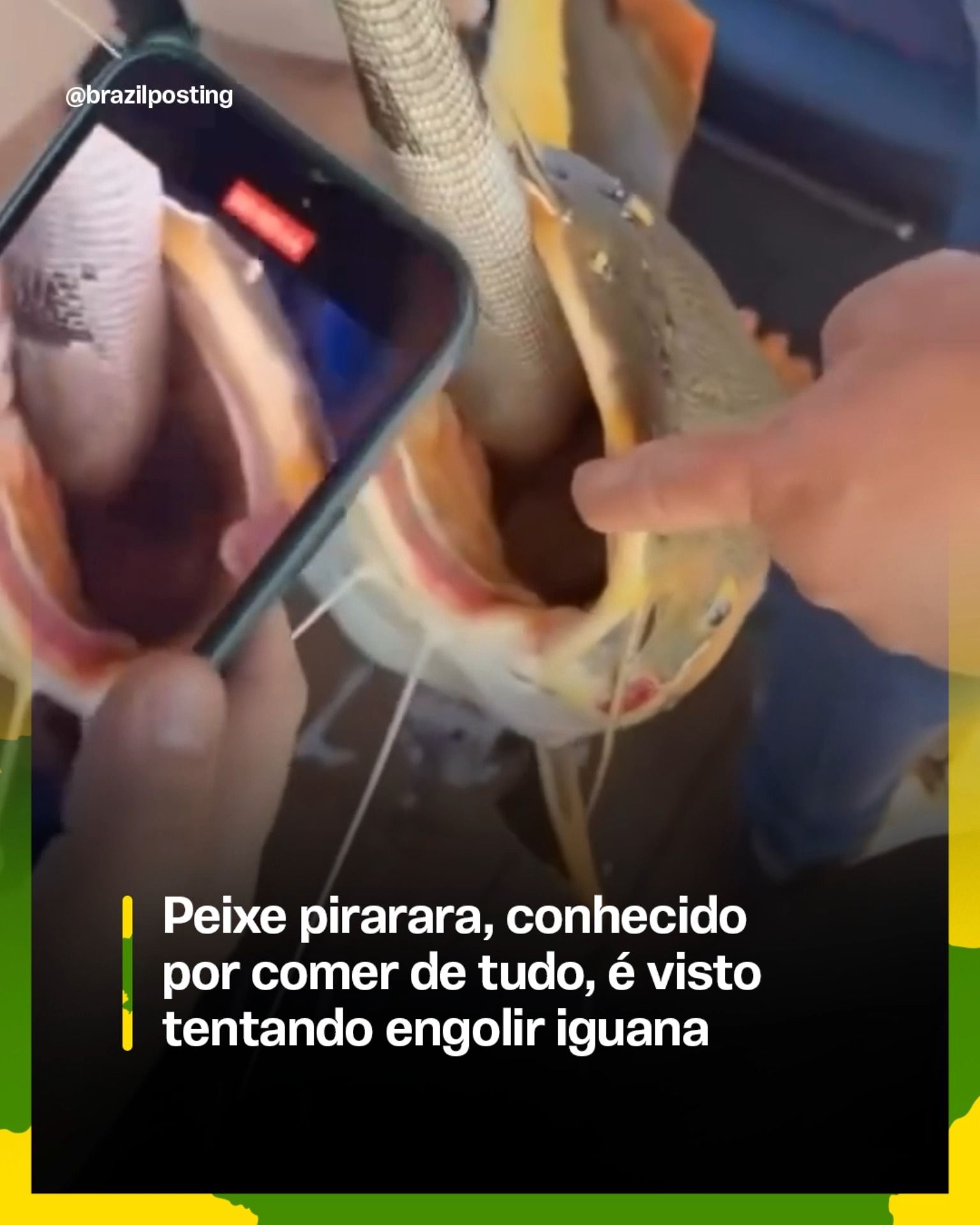 O 'tubarão da água doce': por que a pirarara é capaz de tentar engolir uma iguana inteira