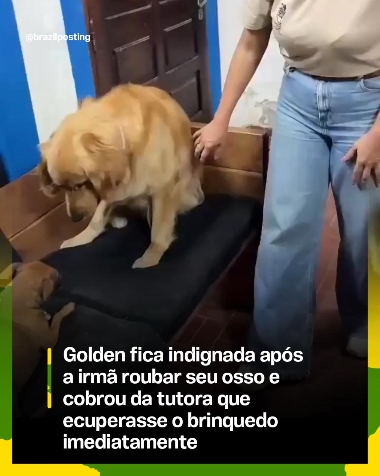 Golden 'indignada' com irmã que pegou seu osso é cena clássica de guarda de recursos, e veterinários explicam o ciúme
