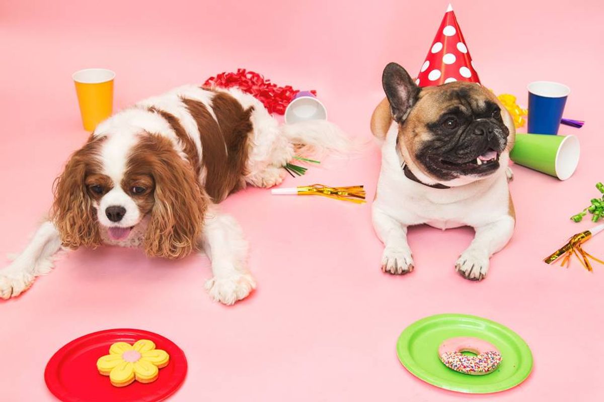 Dicas para um aniversário de cachorro criativo e acessível