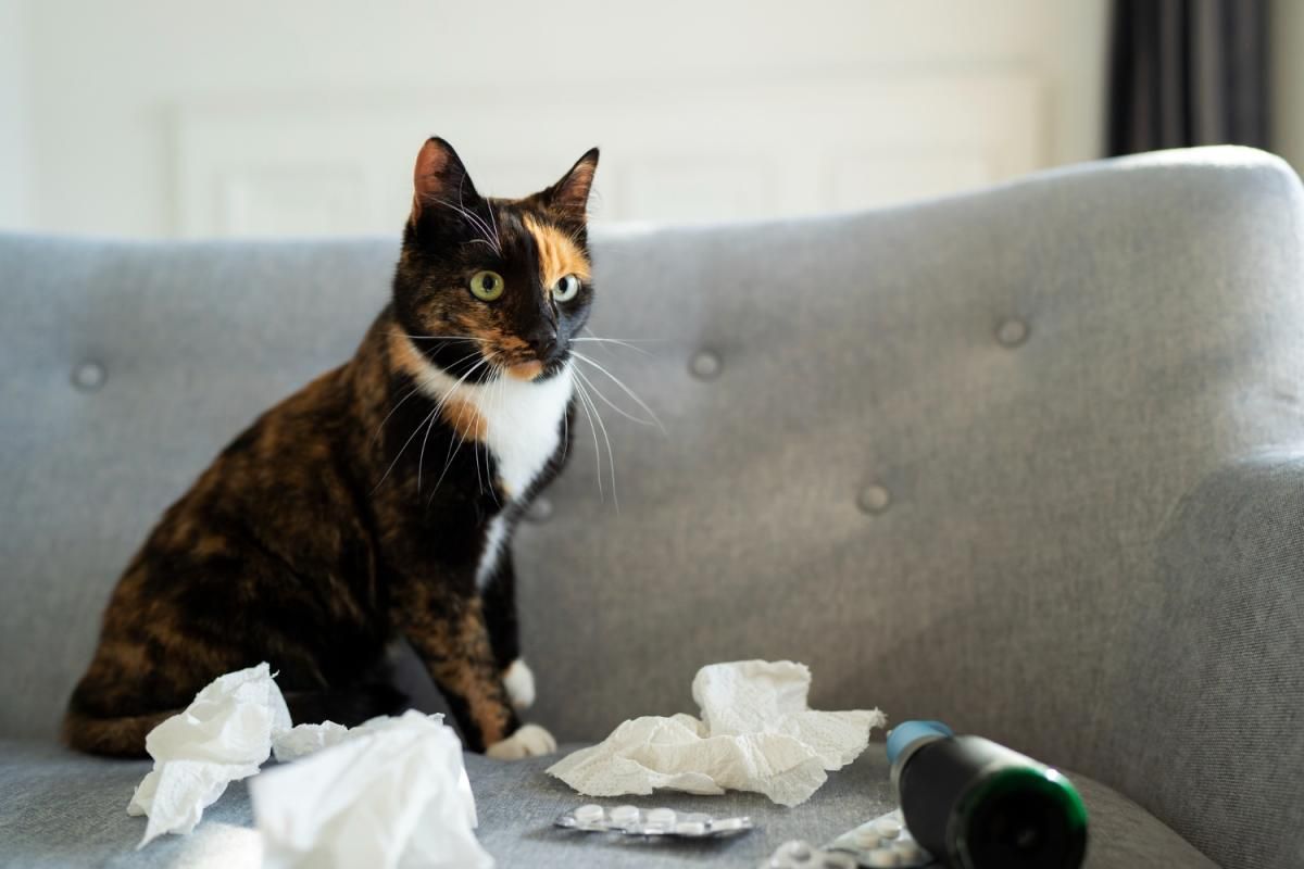 Nebulização em gatos - Como e quando fazer