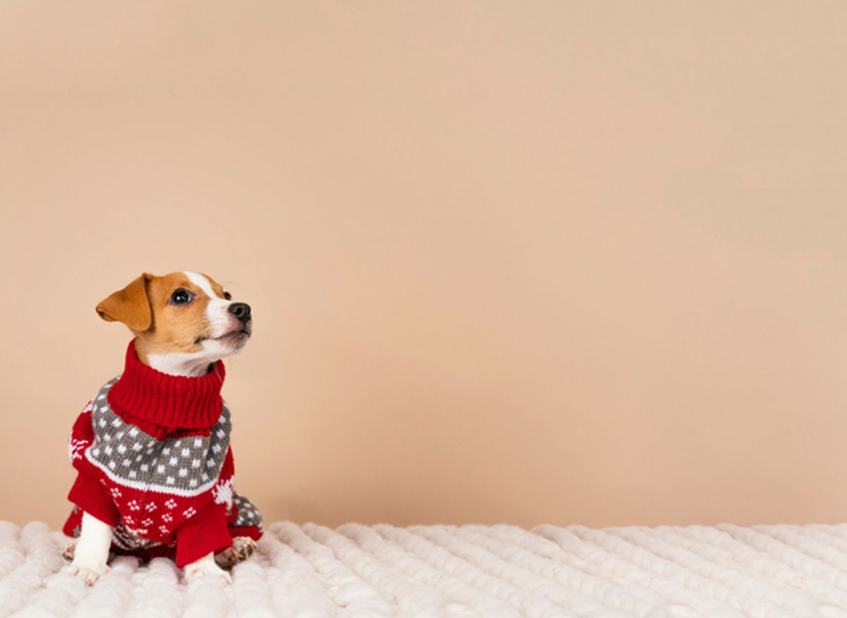 Chegou o inverno: cachorro precisa de roupa?