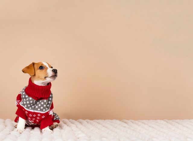 Chegou o inverno: cachorro precisa de roupa?