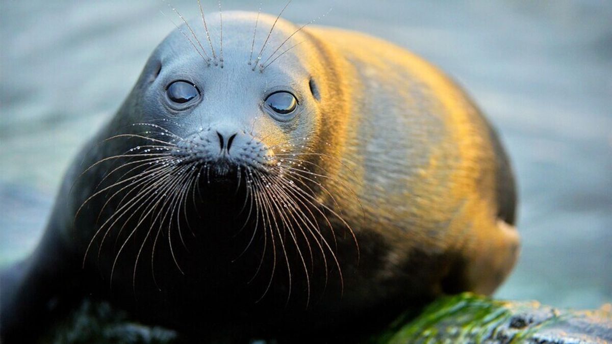 Foca do Báltico, o predador marinho de São Petersburgo que é uma fofura