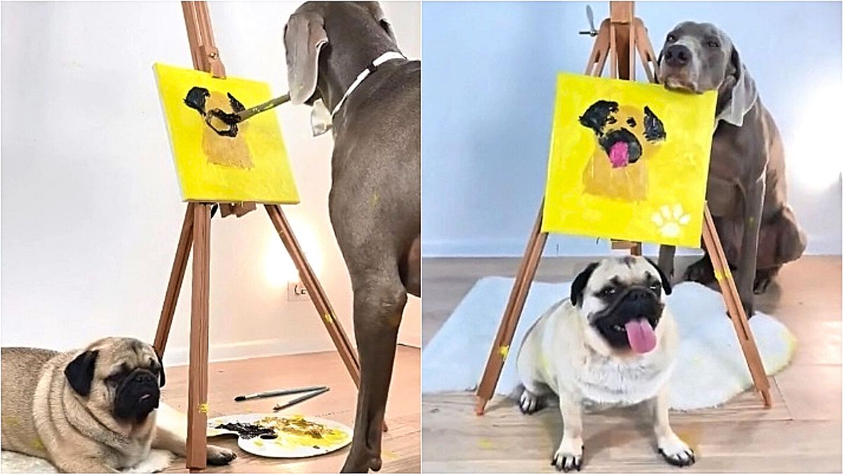 Cachorro retrata pug em pintura em tela e vídeo viraliza