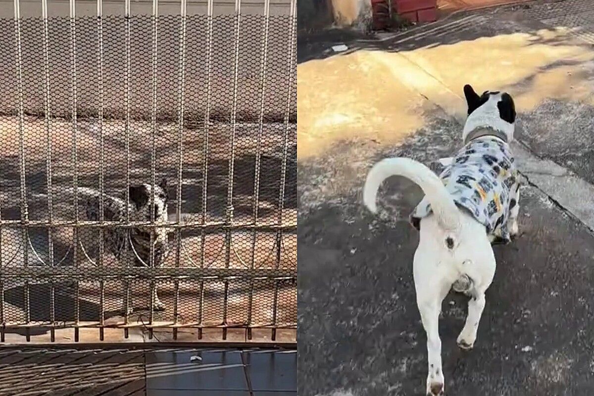 Cachorro treina vizinhos para abrir portão para ele toda a vez que ele sai de casa e esperteza viraliza