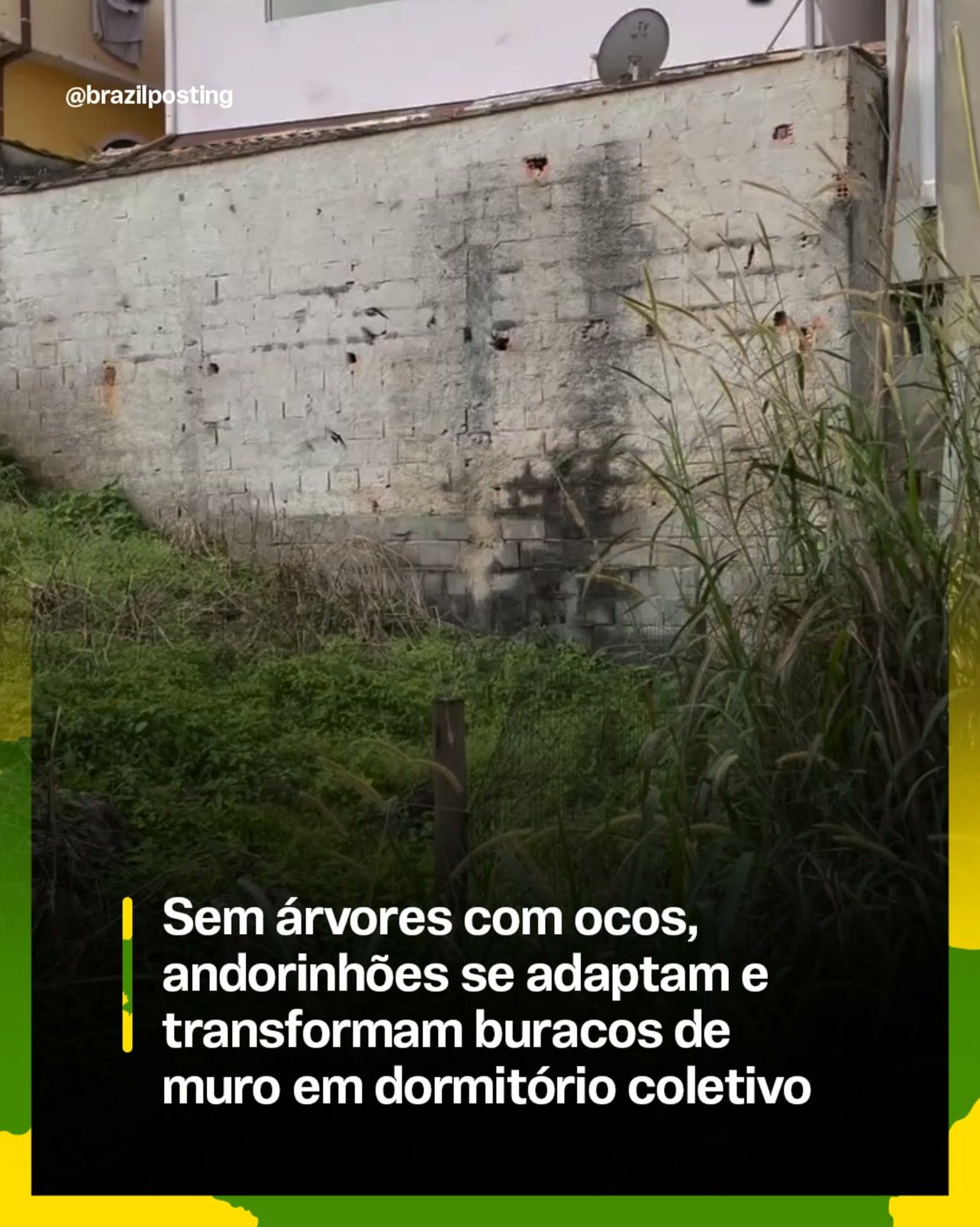 Andorinhas usam buracos de muros como dormitório quando faltam árvores