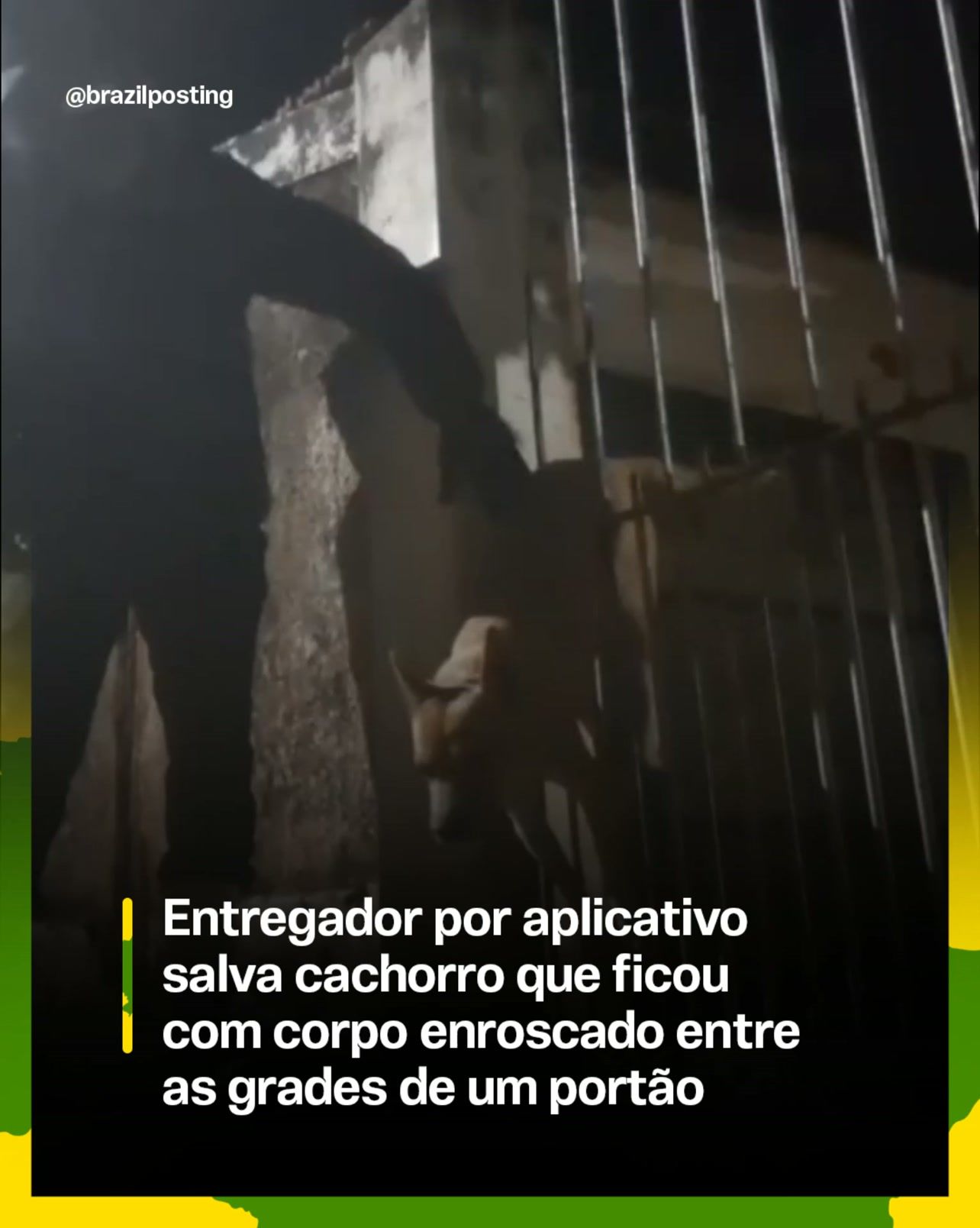 Quando cachorro fica preso em portão: o resgate que toca corações