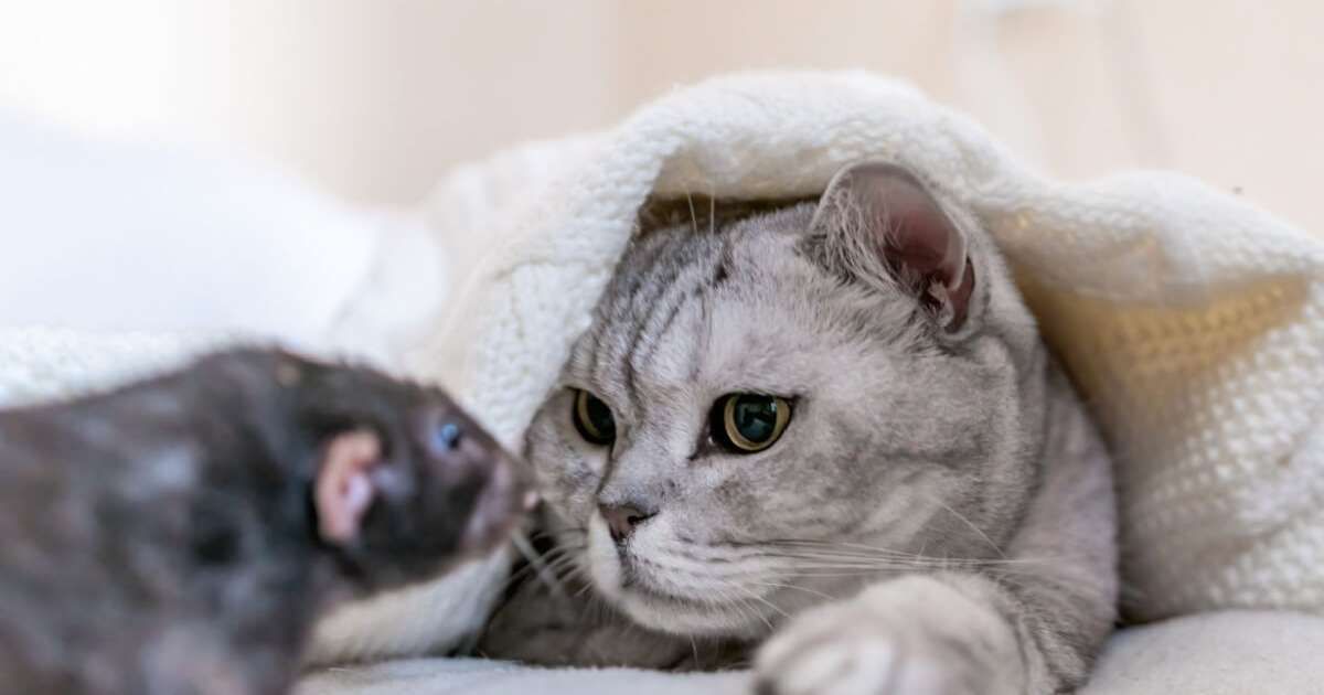 Gato e rato: 7 mitos e verdades sobre a relação entre esses animais