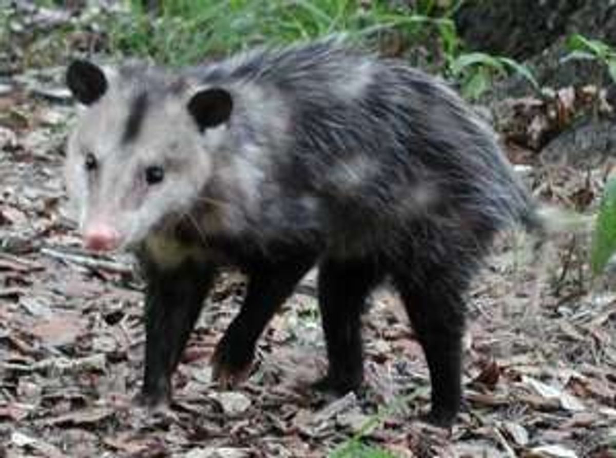 Gambá