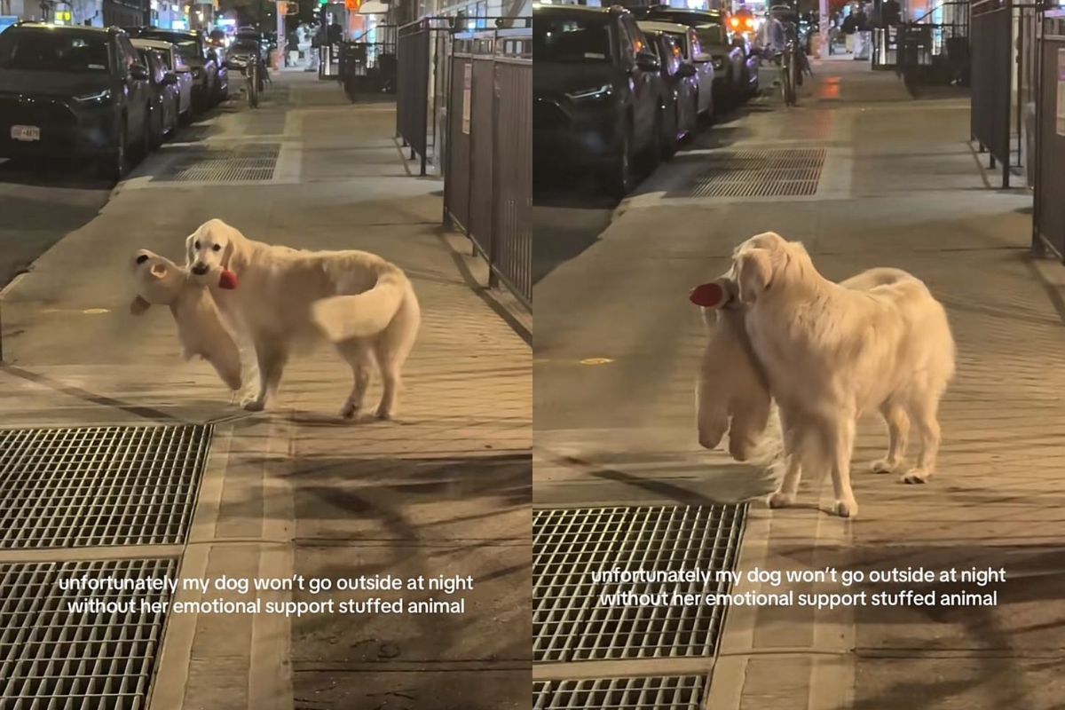 Golden retriever faz sucesso com hábito curioso ao passear