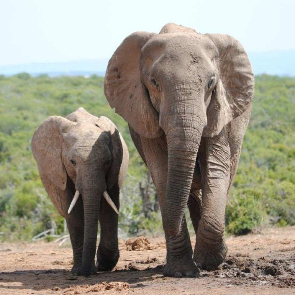 Ingerir álcool, hábito do ser humano, também é comum entre os bichos