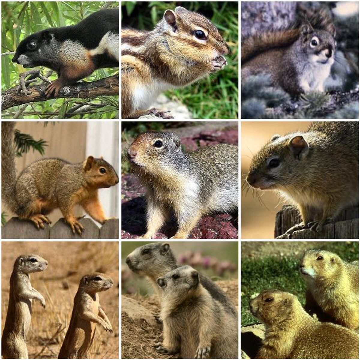 Squirrel Species and Physical Traits