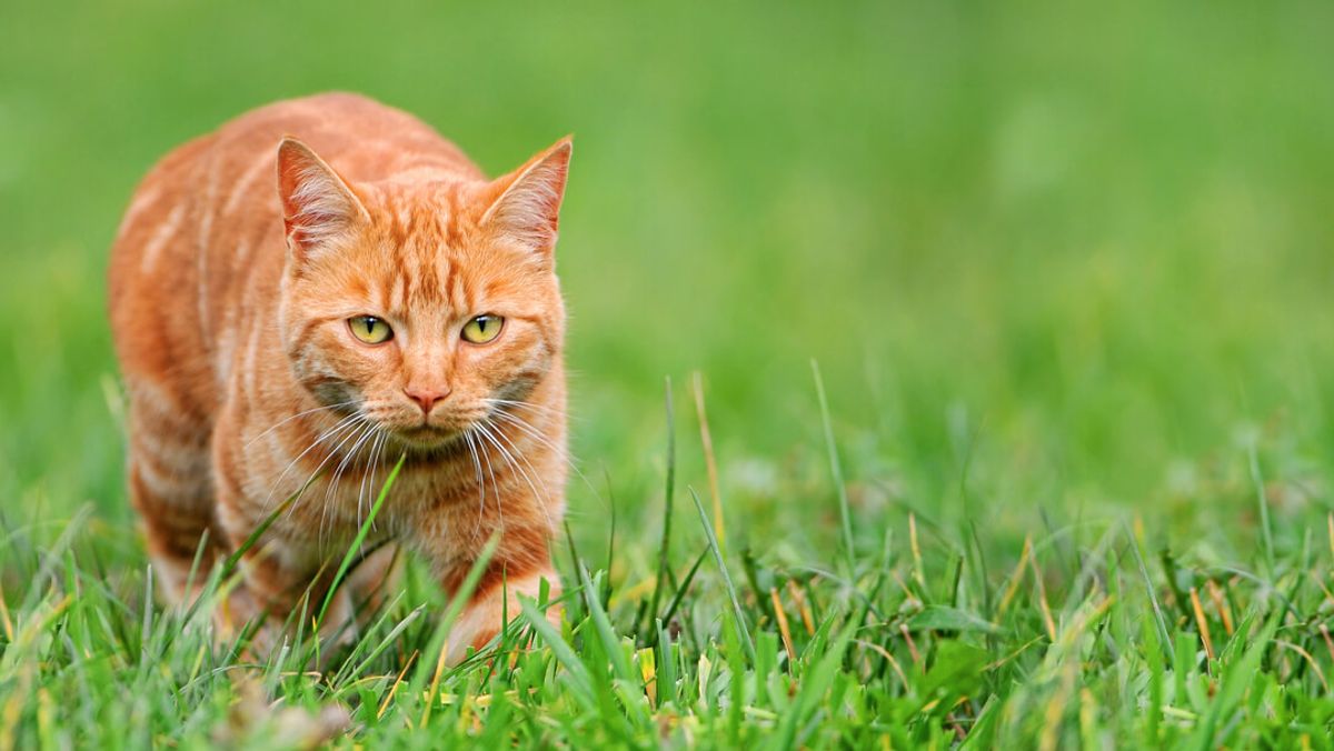 Saiba porque é que os gatos caçam