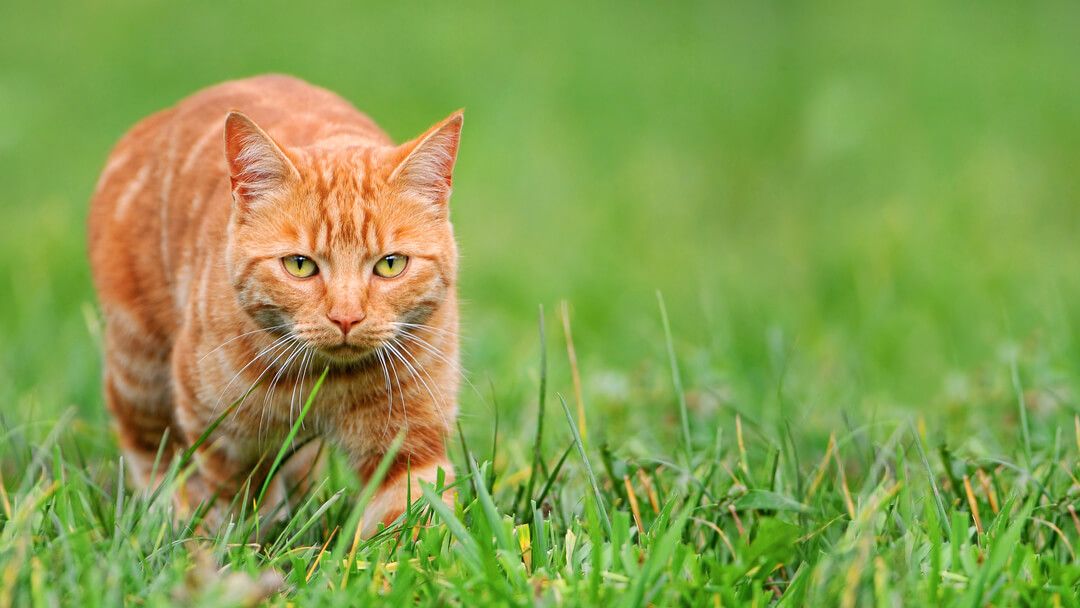 Saiba porque é que os gatos caçam