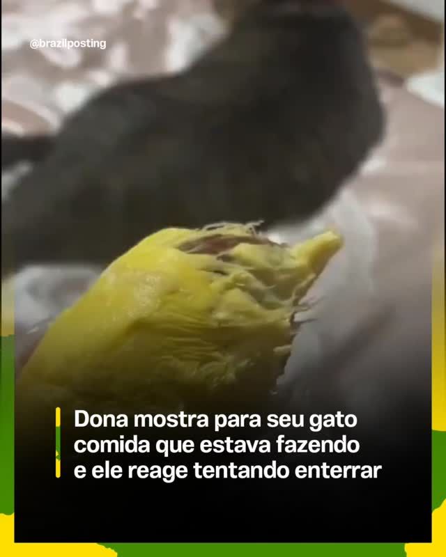 Gato 'negando paternidade' virou meme certeiro porque, biologicamente, ele realmente não lembra de ter feito aquilo