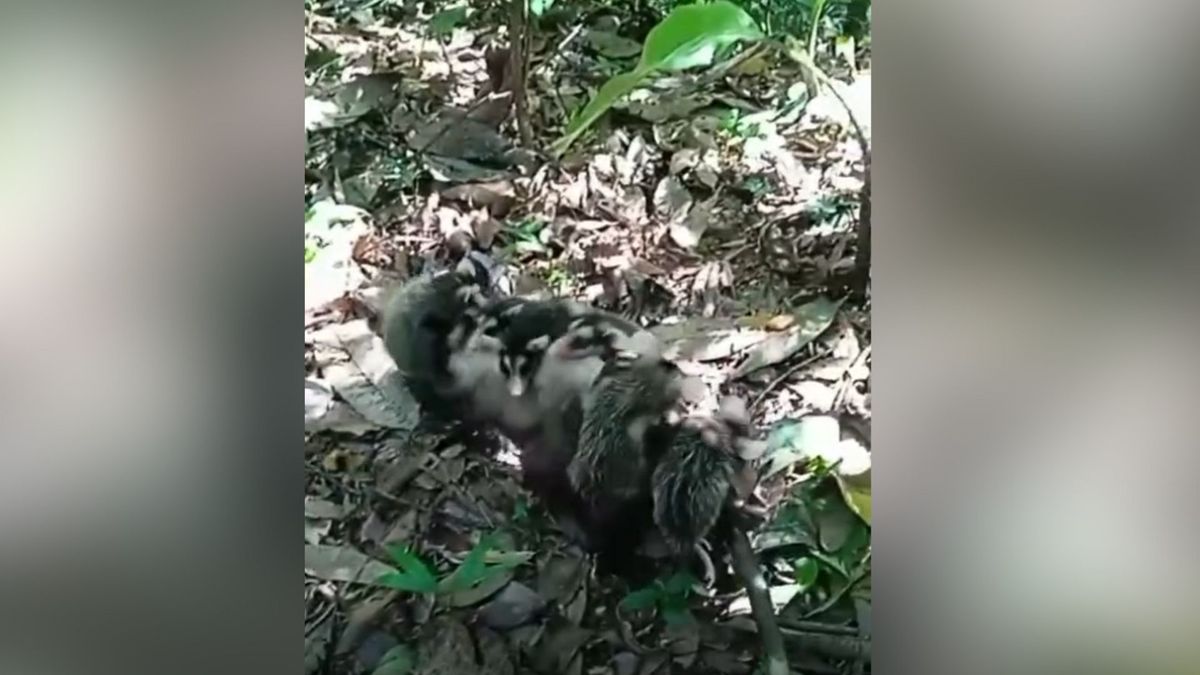 Vídeo mostra mamãe-gambá levando filhotes nas costas em cidade do ES