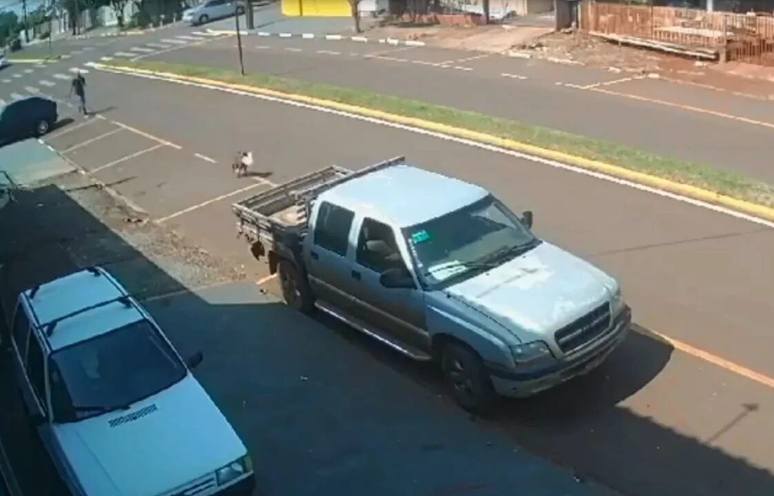 Vídeo flagra cachorrinha 'furtando' marmita de trabalhador no PR; veja