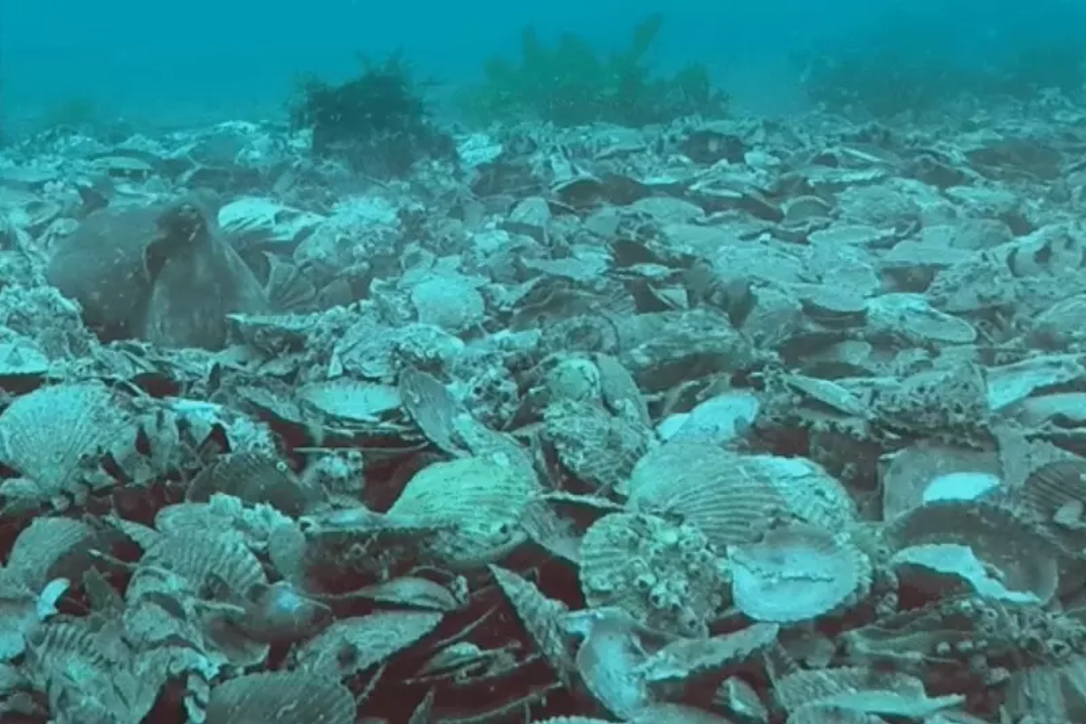Octopuses Caught on Camera Throwing Debris at Each Other