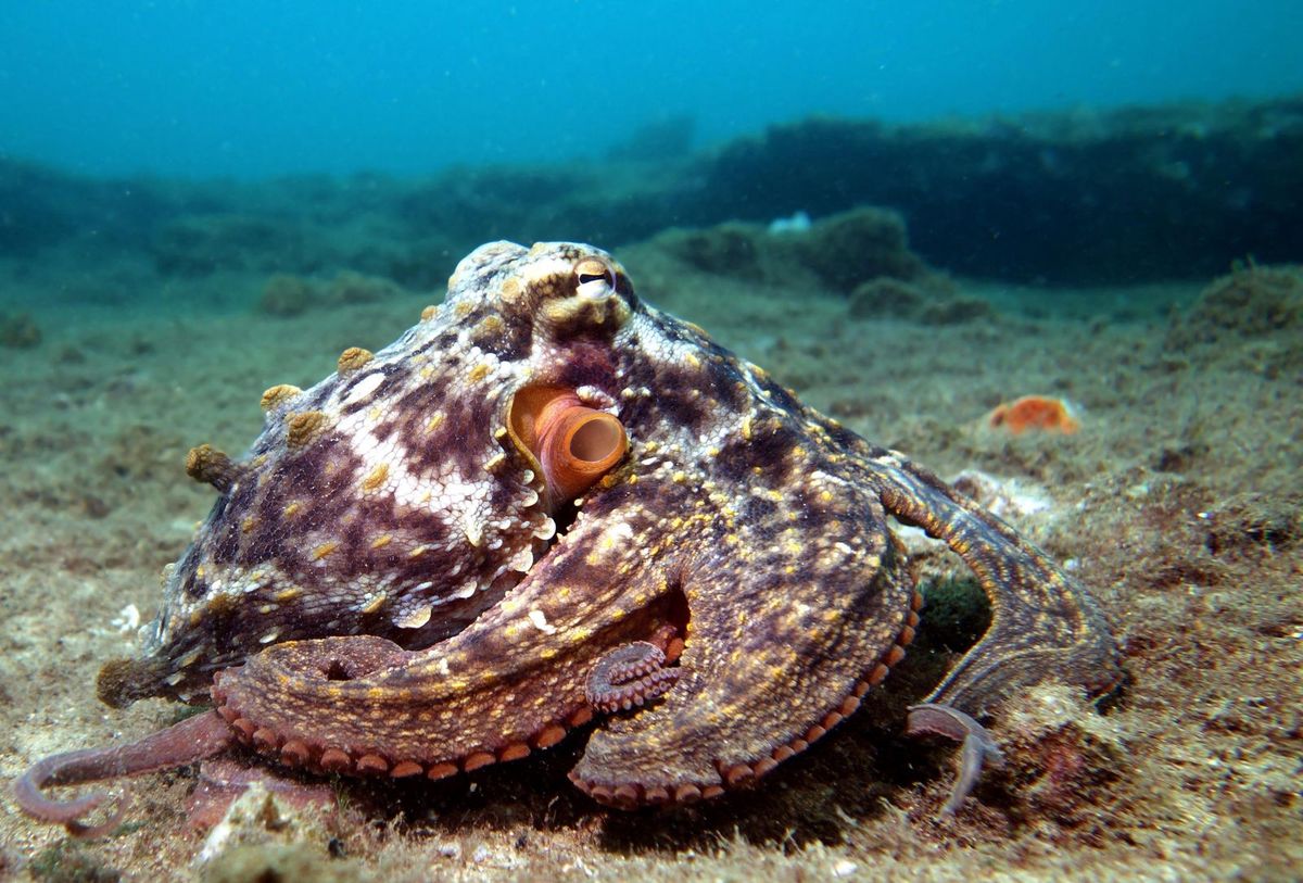 Female Octopuses Throw Things at Male Harassers