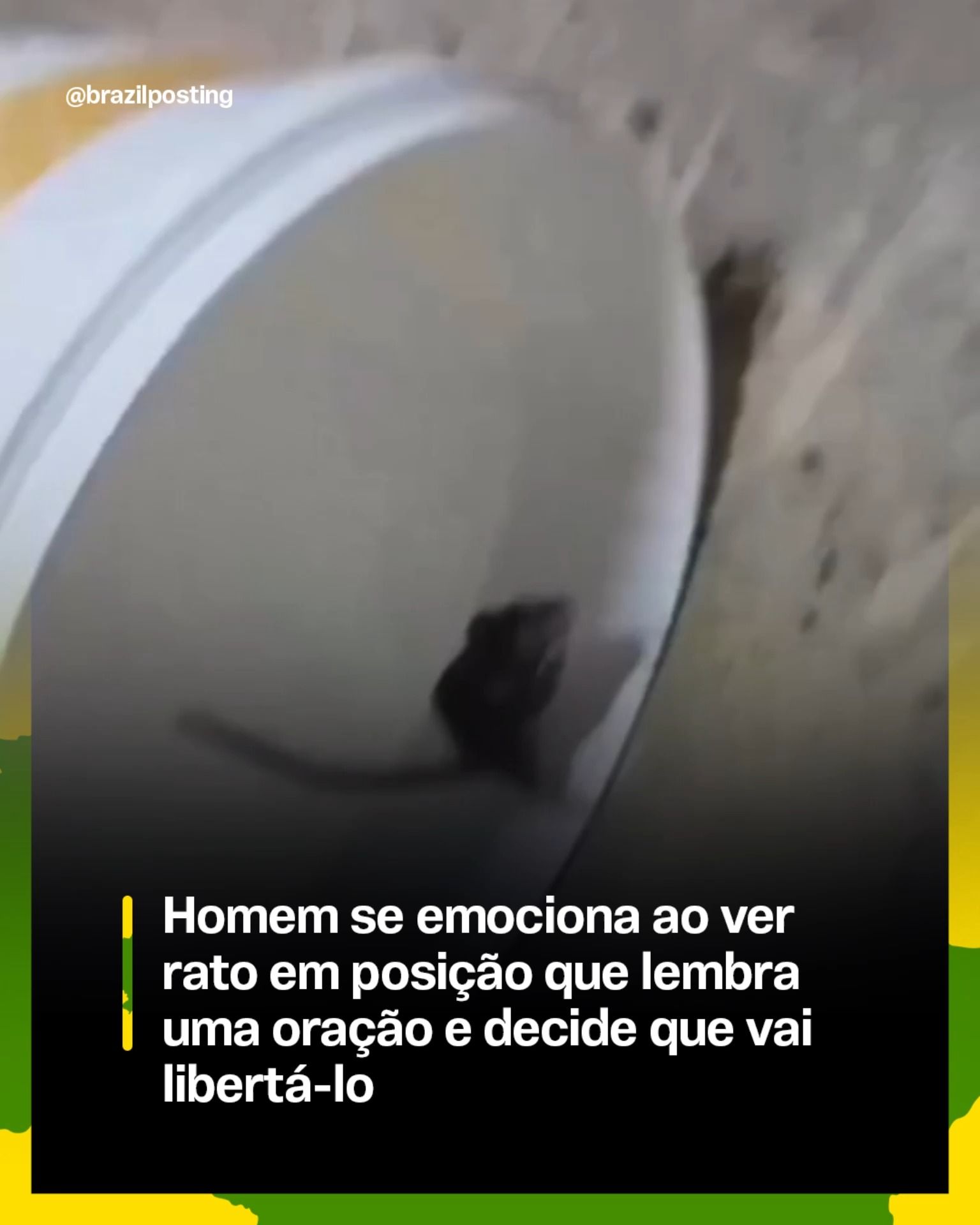 O rato que "rezou" antes de ser libertado: ciência explica a posição que emocionou o homem no vídeo viral