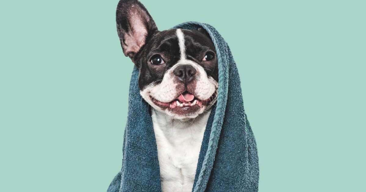 8 dicas para o cachorro perder o medo do banho