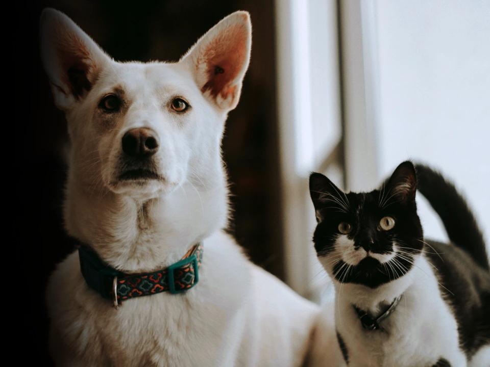 Alimentando e ajudando animais que vivem nas ruas