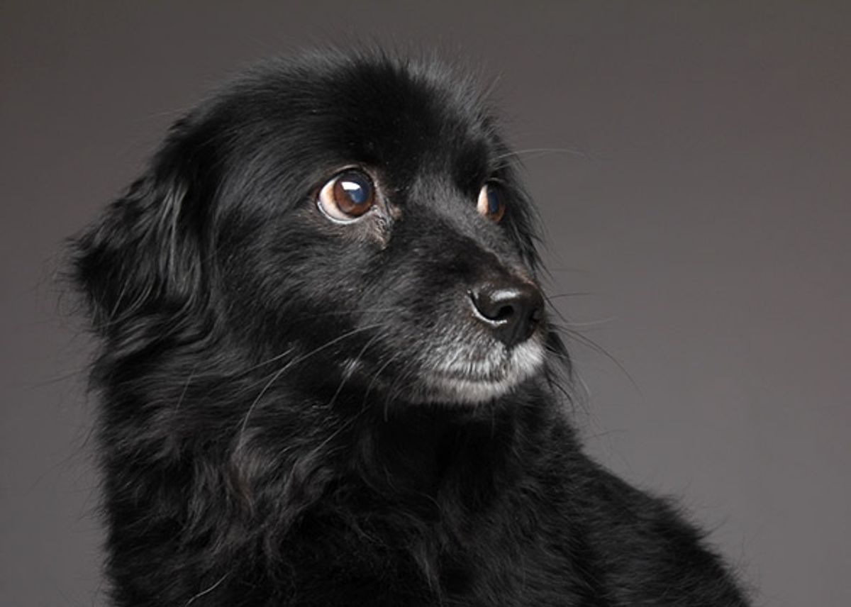 Síndrome do cão preto: por que as pessoas discriminam animais escuros