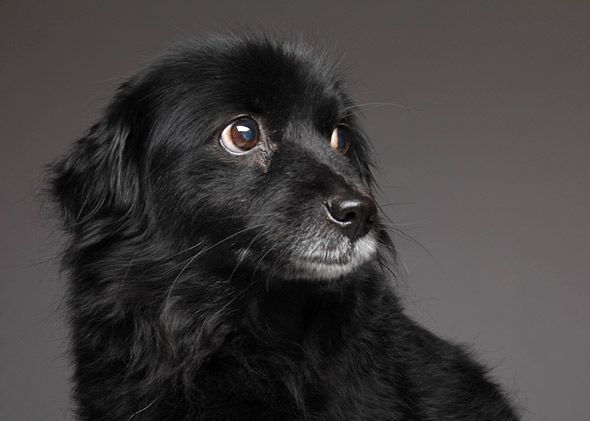 Síndrome do cão preto: por que as pessoas discriminam animais escuros