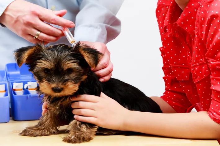 Reação de vacina em cachorro: sintomas normais, sinais de alerta e o que fazer