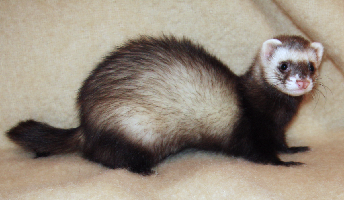 Ferret Biology and Characteristics