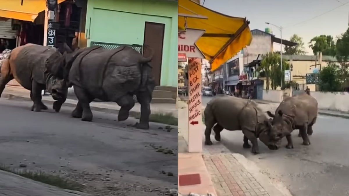 Dramatic Rhino Fight On Streets Stuns Tourists In Nepal's Sauraha Town
