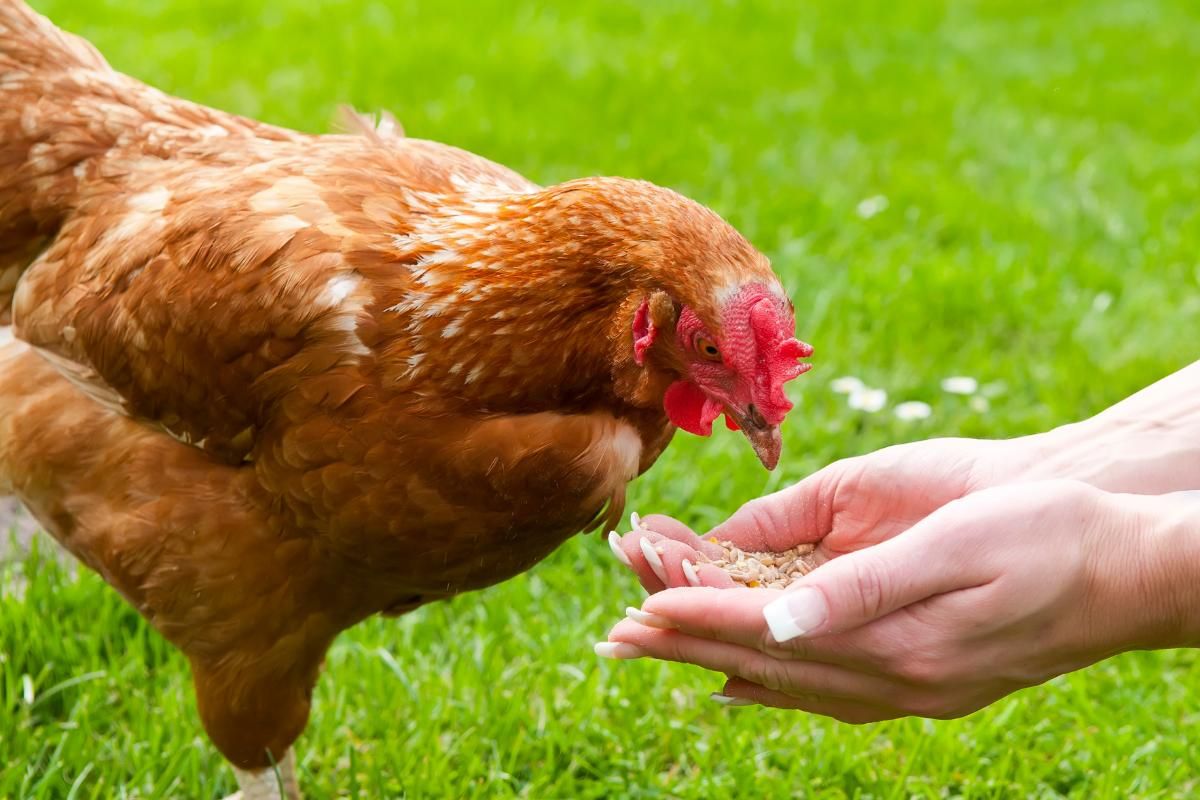 A galinha como animal de estimação: cuidados e raças mais comuns