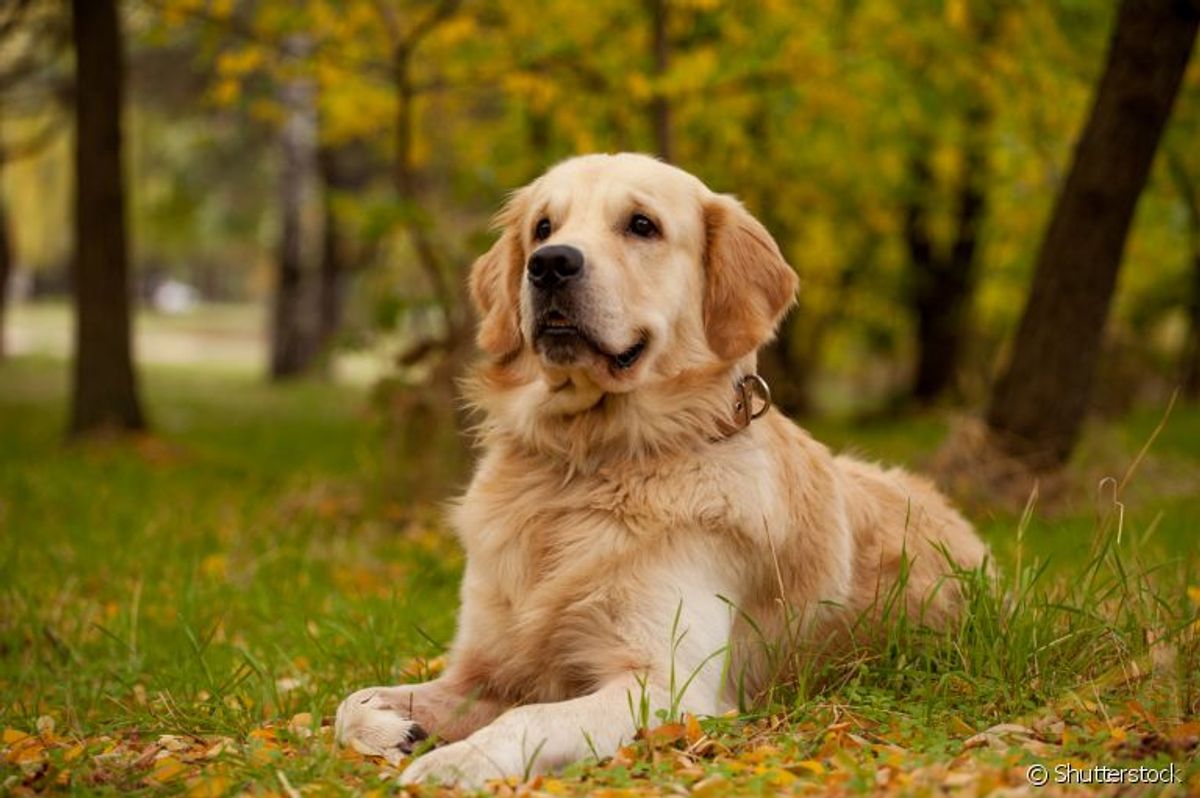 Como é o temperamento do Golden Retriever?