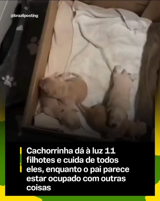 Cachorra ariou 11 filhotes sozinha e o pai sumiu? A biologia explica por que isso é a regra entre cães