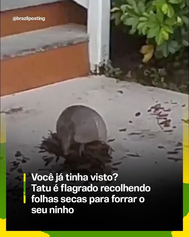 Tatu recolhe folhas secas para forrar ninho, revela comportamento pouco conhecido