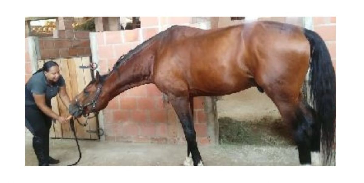 Dicas simples para alongar e alinhar o cavalo