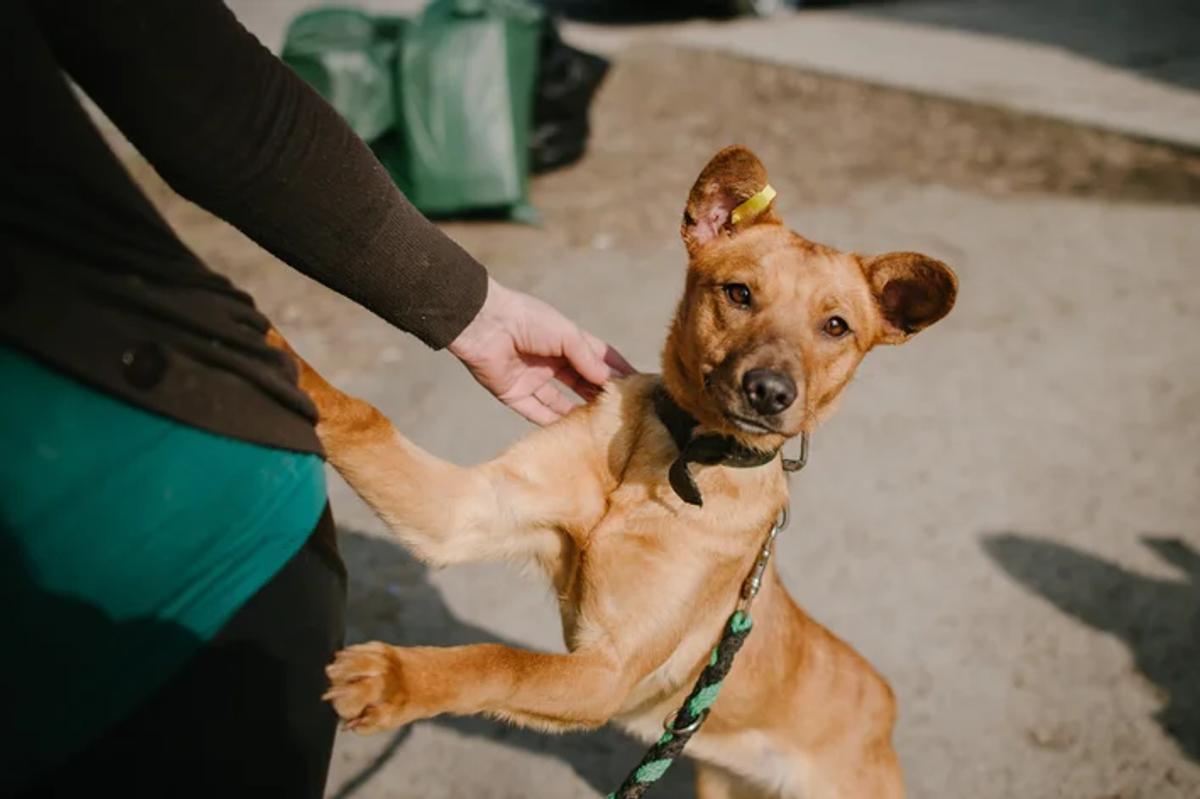 Cachorro caramelo: tudo sobre o amado vira-lata do Brasil