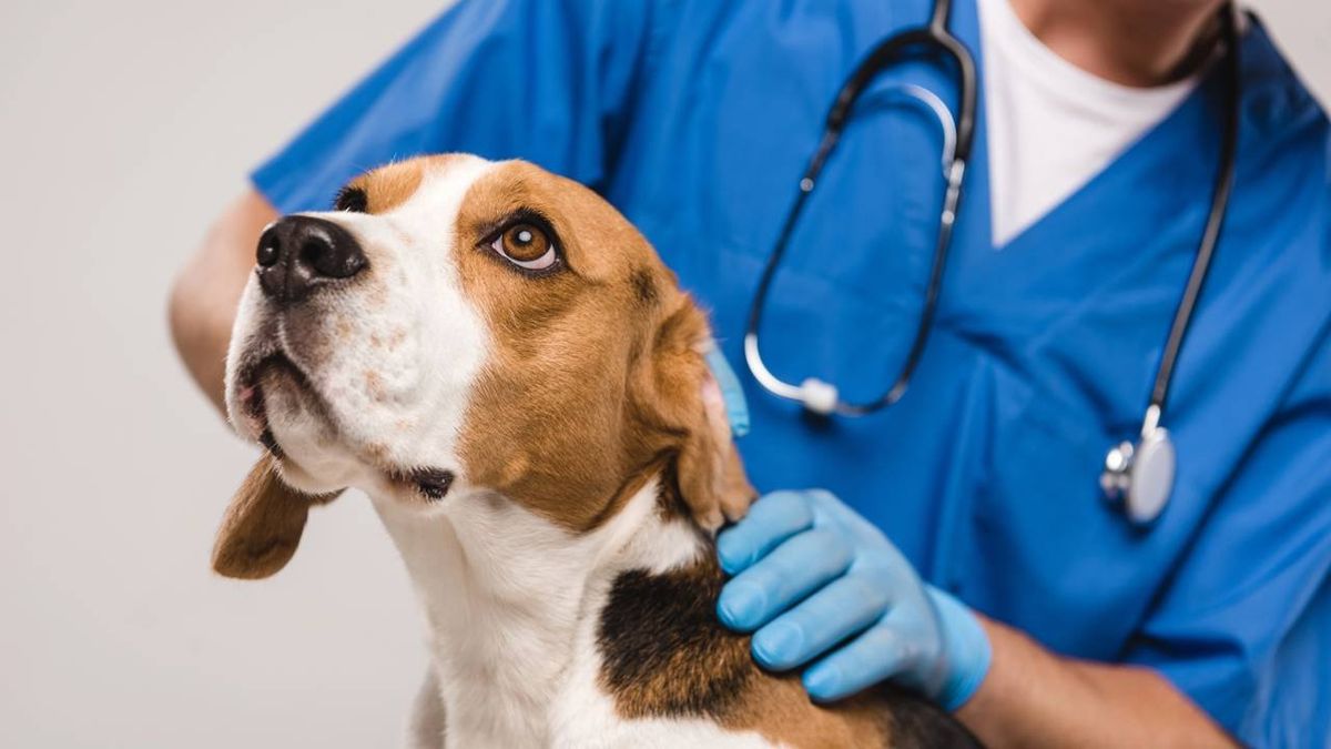 Por que ir ao veterinário pode deixar os cachorros tão ansiosos