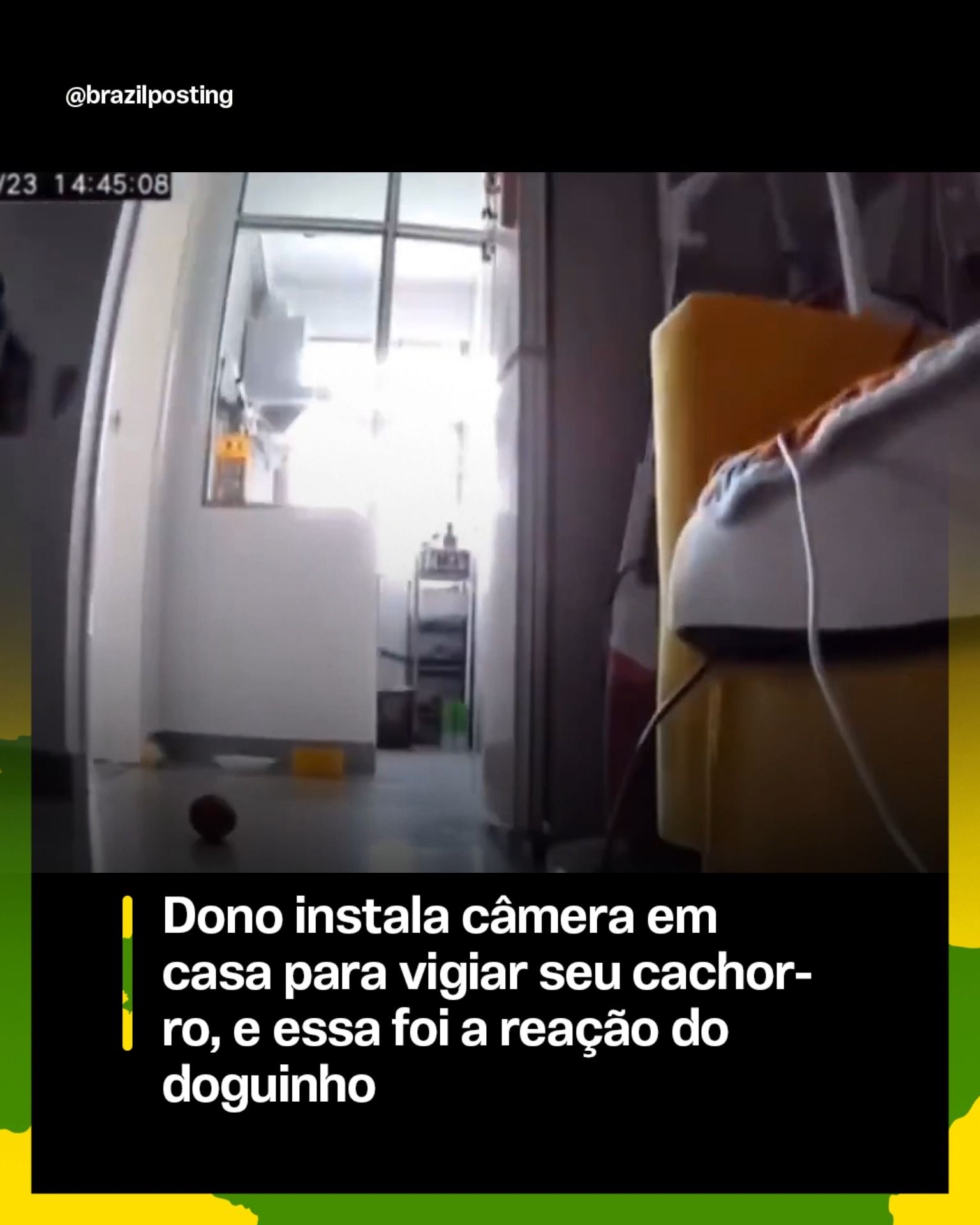 O cachorro fica sozinho em casa e a câmera não mente: ciência explica por que o seu pet sofre (e aparece na tela)