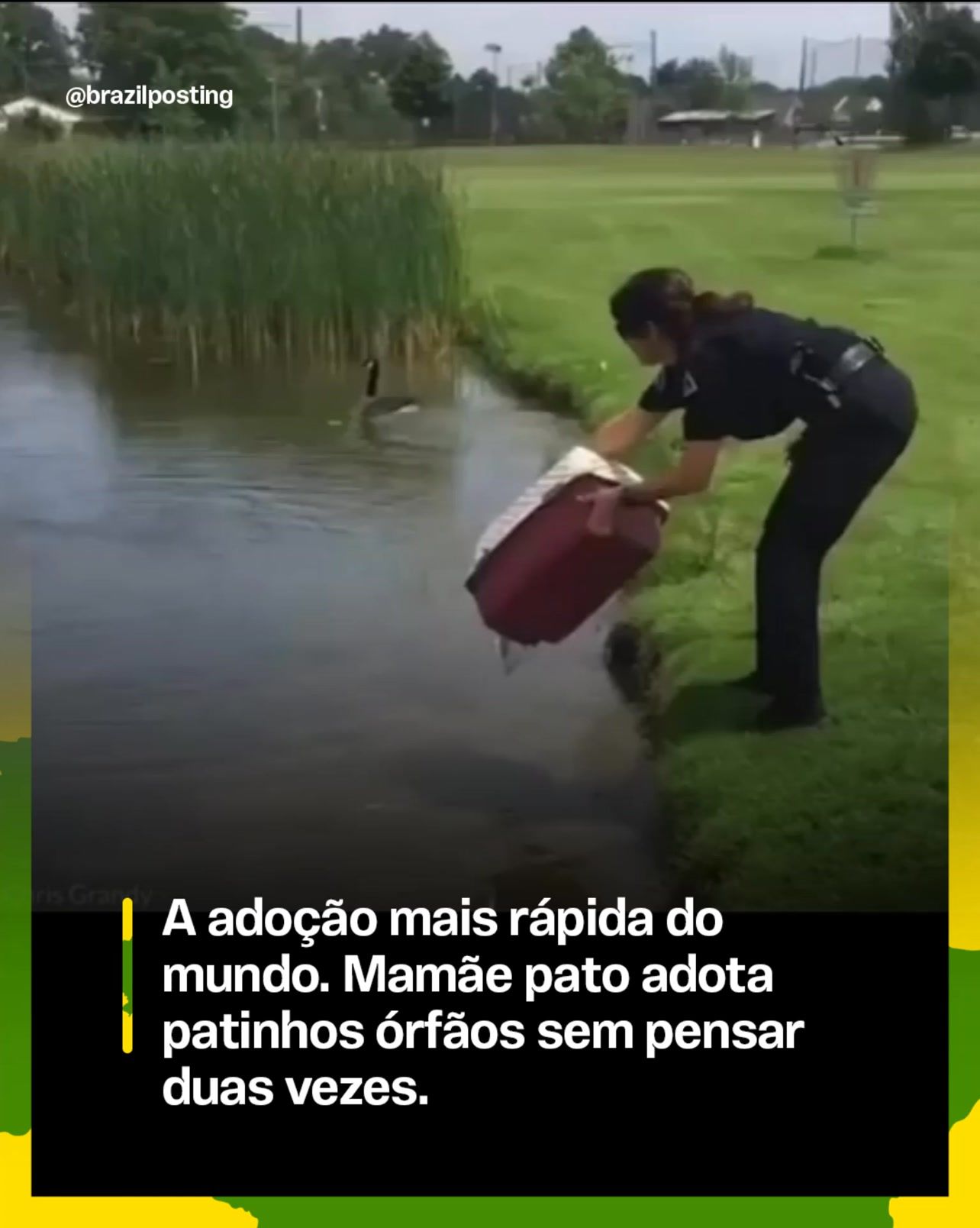 A 'adoção mais rápida do mundo' aconteceu mesmo: pata Stella acolheu 10 patinhos órfãos num lago de Michigan
