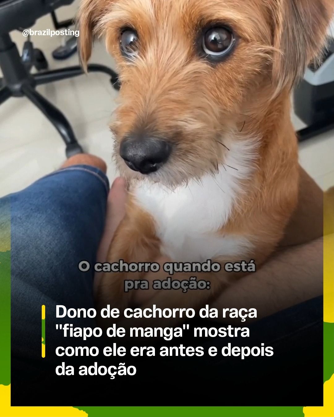 Cães transformam comportamento após adoção e segurança emocional