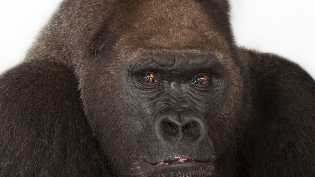 Gorilla Intelligence and Human Interaction in the Wild
